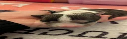 American Bully dogs for sale: Incredible Pocket Bully pups - Advert 8