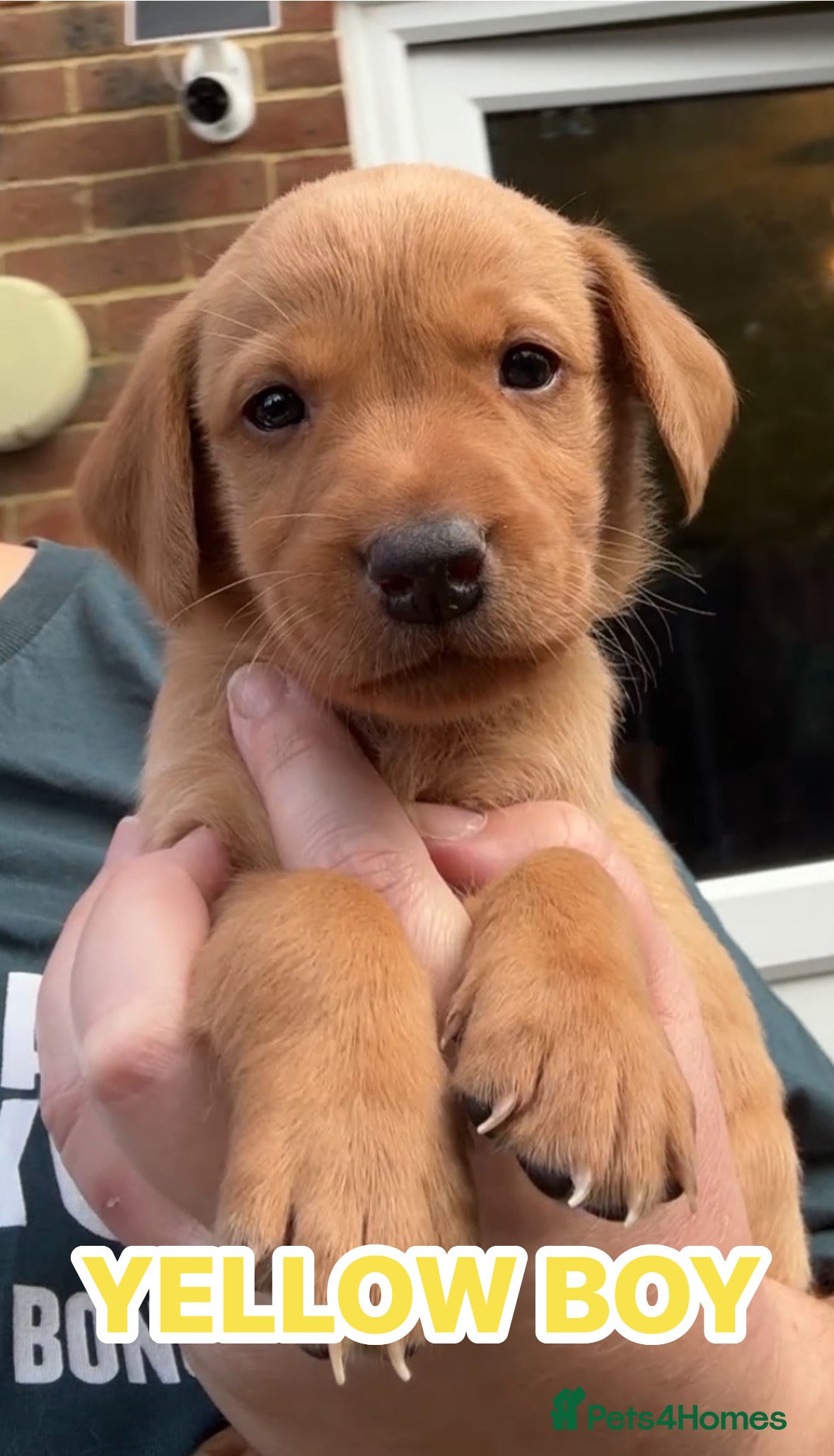 Labrador Retriever dogs Fox red Labrador puppies  - Advert 2