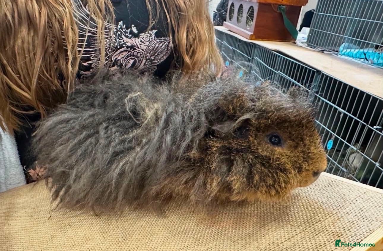 Guinea Pig rodents Minipli Boar ~ Rare Breed  - Advert 1