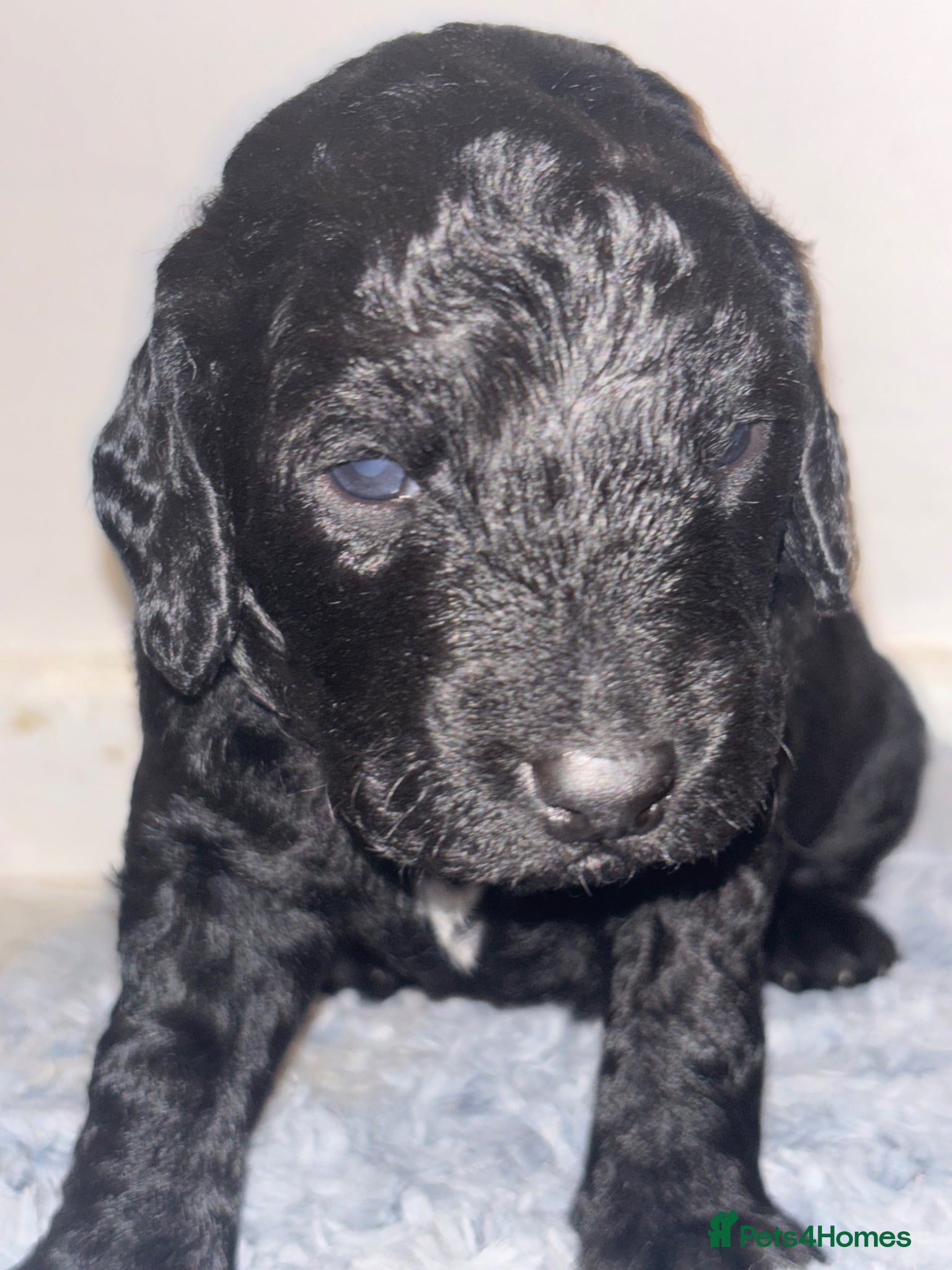 Cockapoo dogs **STUNNING COCKAPOO PUPPIES** - Advert 1