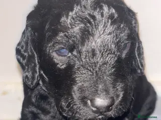 Cockapoo dogs **STUNNING COCKAPOO PUPPIES** - Advert 1