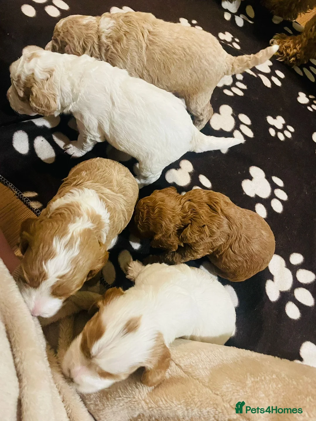 Cockapoo dogs for stud: Proven Red & white F1 cockapoo stud dog. in Barnsley - Advert 33