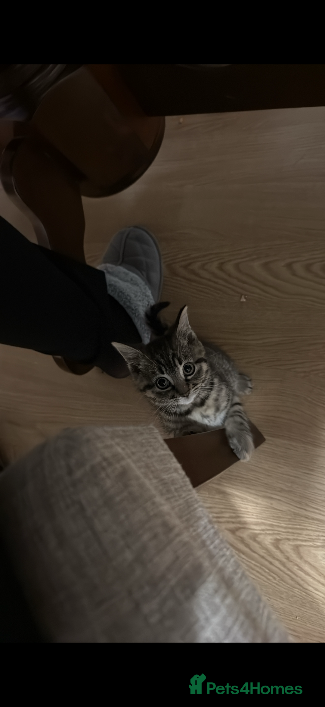 Toyger cats for sale: 🐾 Adorable & Friendly Male Kitten for Sale  - Advert 3