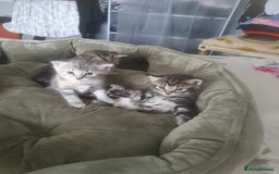 Mixed Breed cats for sale: Miss sijanda  - Image 10