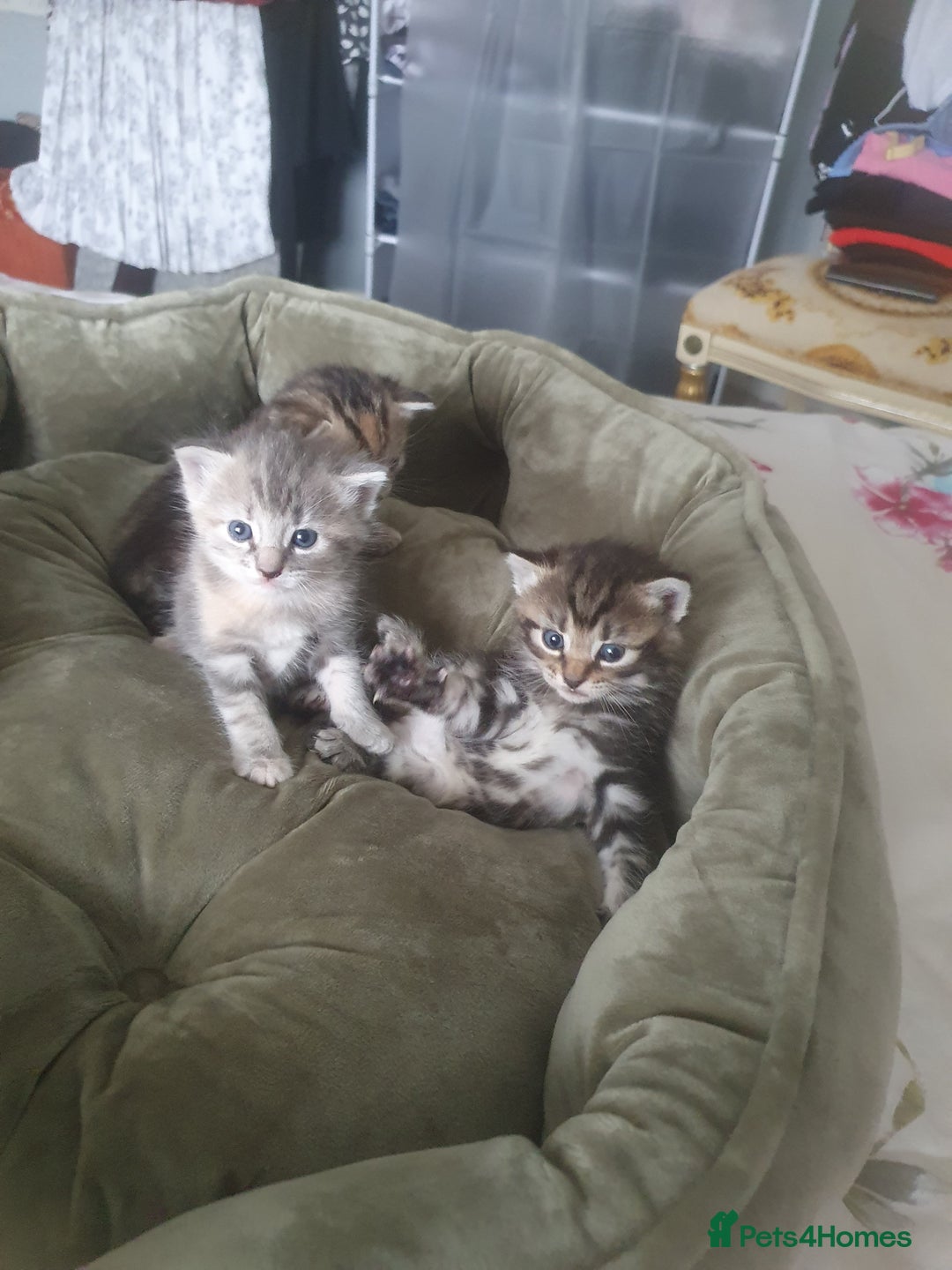 Mixed Breed cats for sale: Miss sijanda  - Image 10