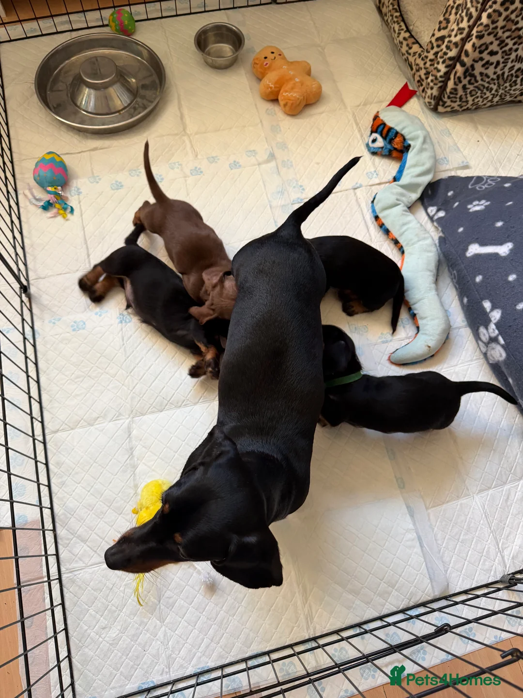 Miniature Dachshund dogs for sale: Miniature Dachshunds  - Advert 1