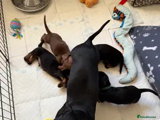 Miniature Dachshund dogs Miniature Dachshunds - Advert 8