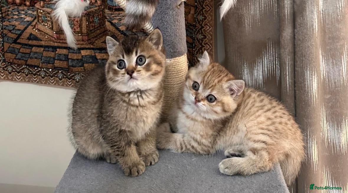 British Shorthair cats ✨ Premium British Shorthair Kittens ✨ - Advert 5
