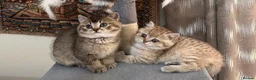 British Shorthair cats for sale: ✨ Premium British Shorthair Kittens ✨ - Advert 1