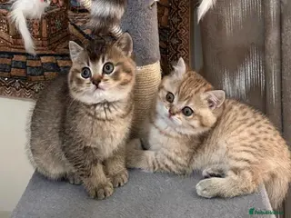 British Shorthair cats ✨ Premium British Shorthair Kittens ✨ - Advert 4