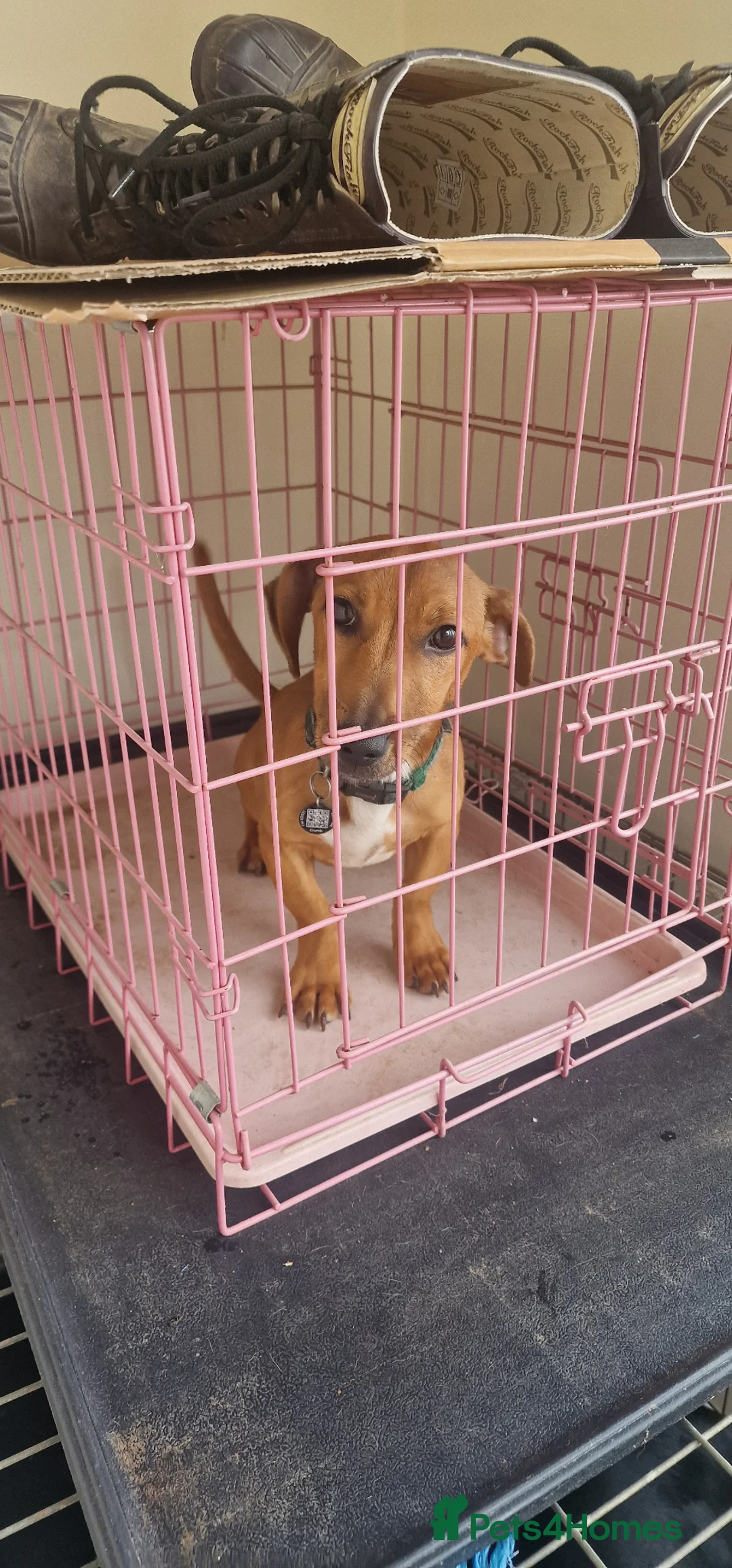 Mixed Breed dogs for sale: Male Daffie puppy (Miniature Dachshund x staffie) - Advert 2