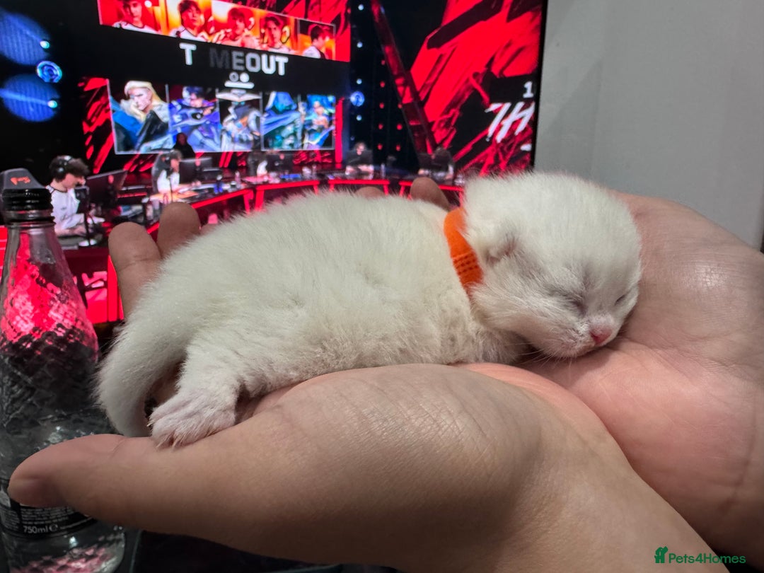 British Shorthair cats for sale: ❤️ White, gold tipped British shorthairs ❤️ in Slough - Image 12