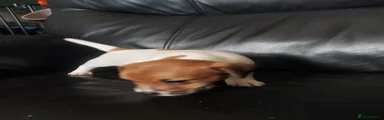Jack Russell 7