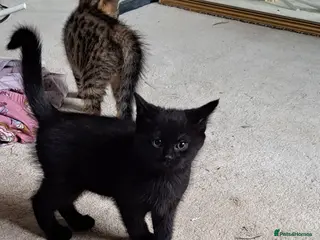 Mixed Breed cats Bengal/tabby mix - Advert 16