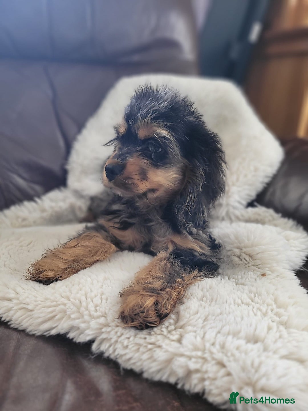 Cockapoo dogs for sale: American cockapoo - Advert 2