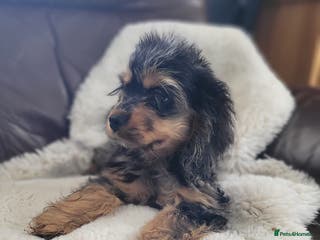 Cockapoo dogs American cockapoo - Advert 1