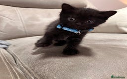 British Longhair cats for sale: British long hair x tabby - Image 9