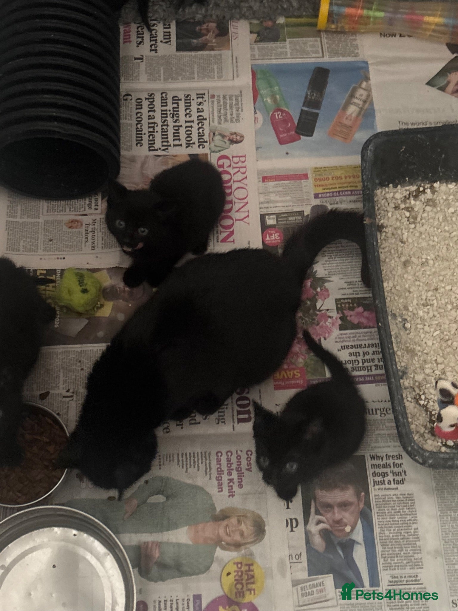 Mixed Breed cats Beautiful kittens ready to go - Advert 3