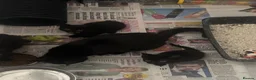 Mixed Breed cats for sale: Beautiful kittens ready to go - Advert 1