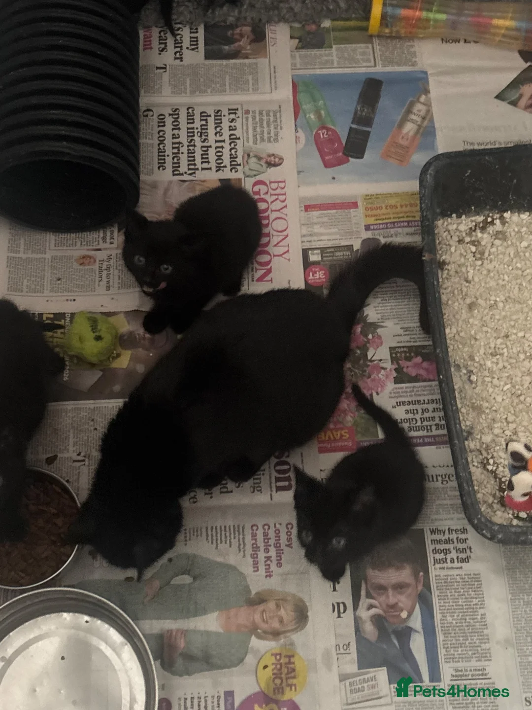 Mixed Breed cats for sale: Beautiful kittens ready to go - Advert 1