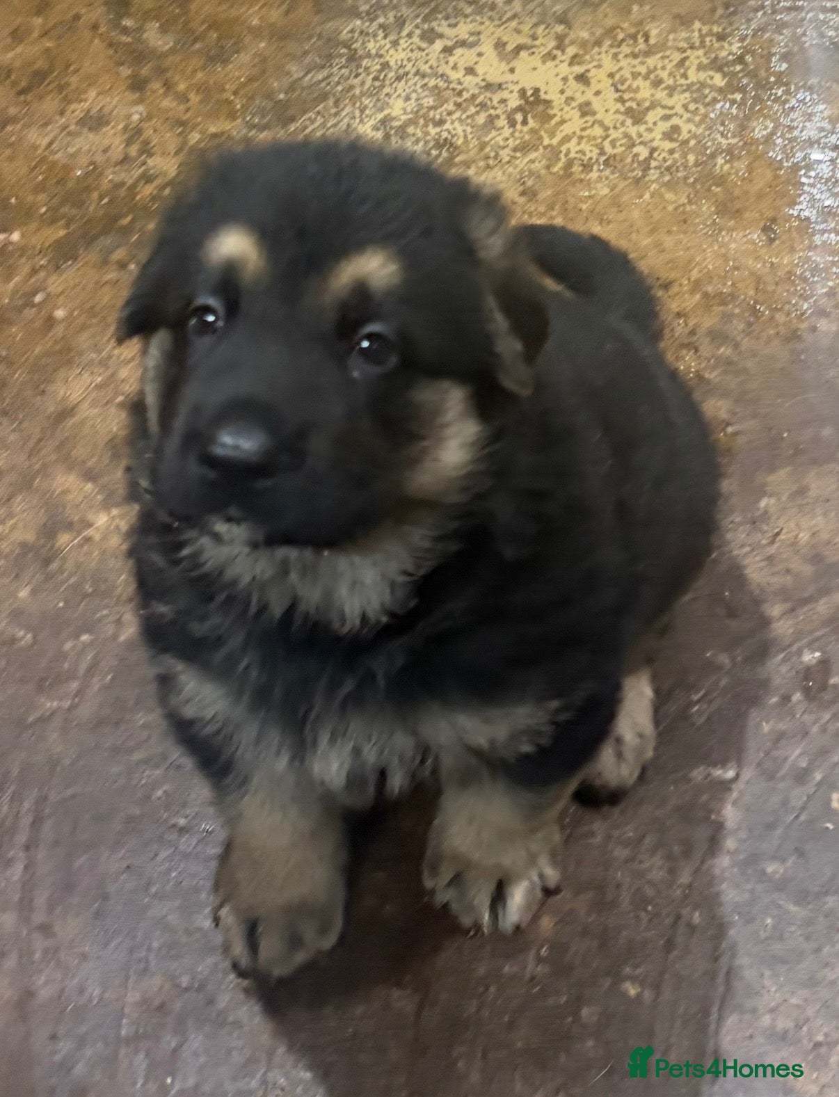 German Shepherd dogs German Shepherd pup - Advert 22