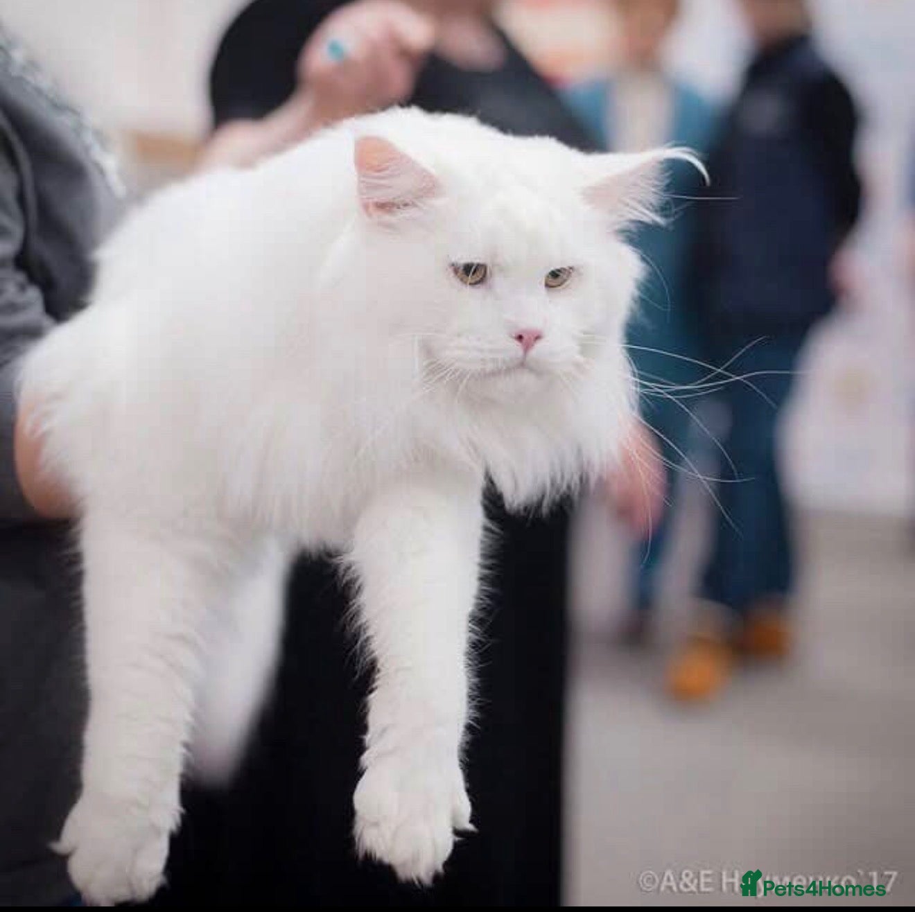 Maine Coon cats White mainecoon blue eyes - Advert 2