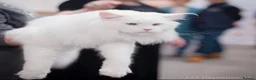 Maine Coon cats for sale: White mainecoon blue eyes - Advert 1