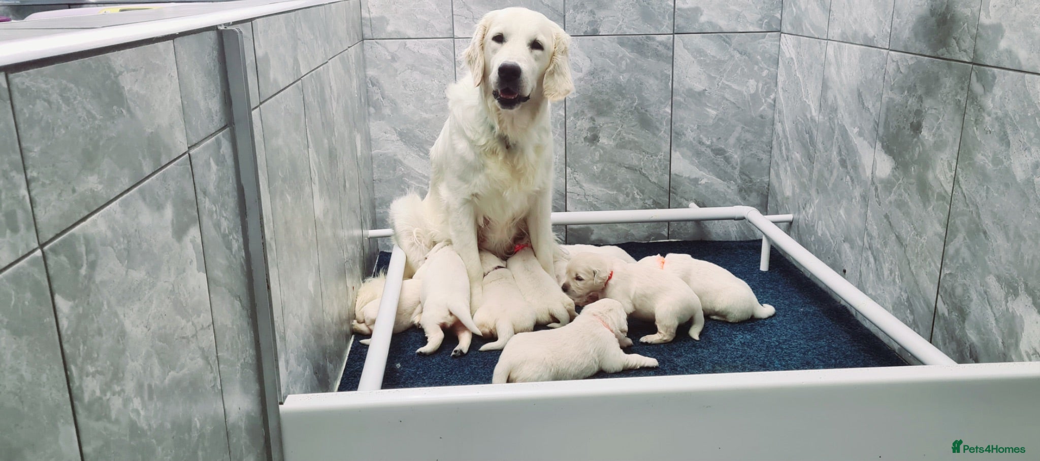 Golden Retriever dogs Kc Registered Golden Retriever puppies - Advert 1