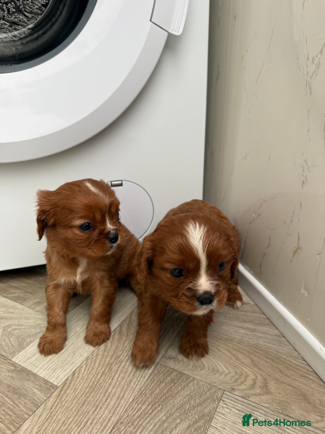 Cavalier King Charles Spaniel dogs for sale: Cavalier King Charles puppies.  - Advert 4