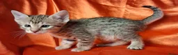 Savannah cats for sale: Super spotty Savannah kittens - Advert 7