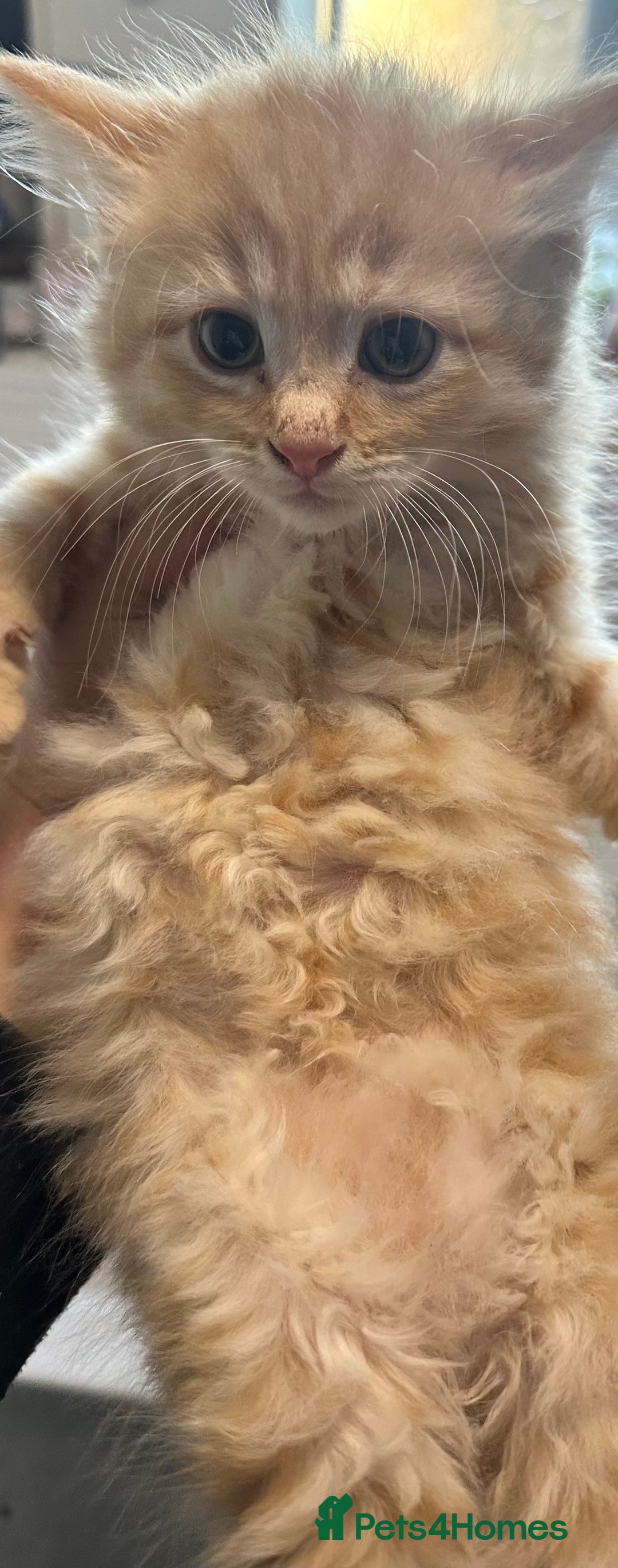 Maine Coon cats for sale: We have 4  sweet English Maine coon kittens❣️ - Advert 24