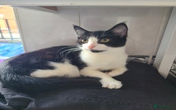 Mixed Breed cats for sale: 5 month old kittens - Image 2