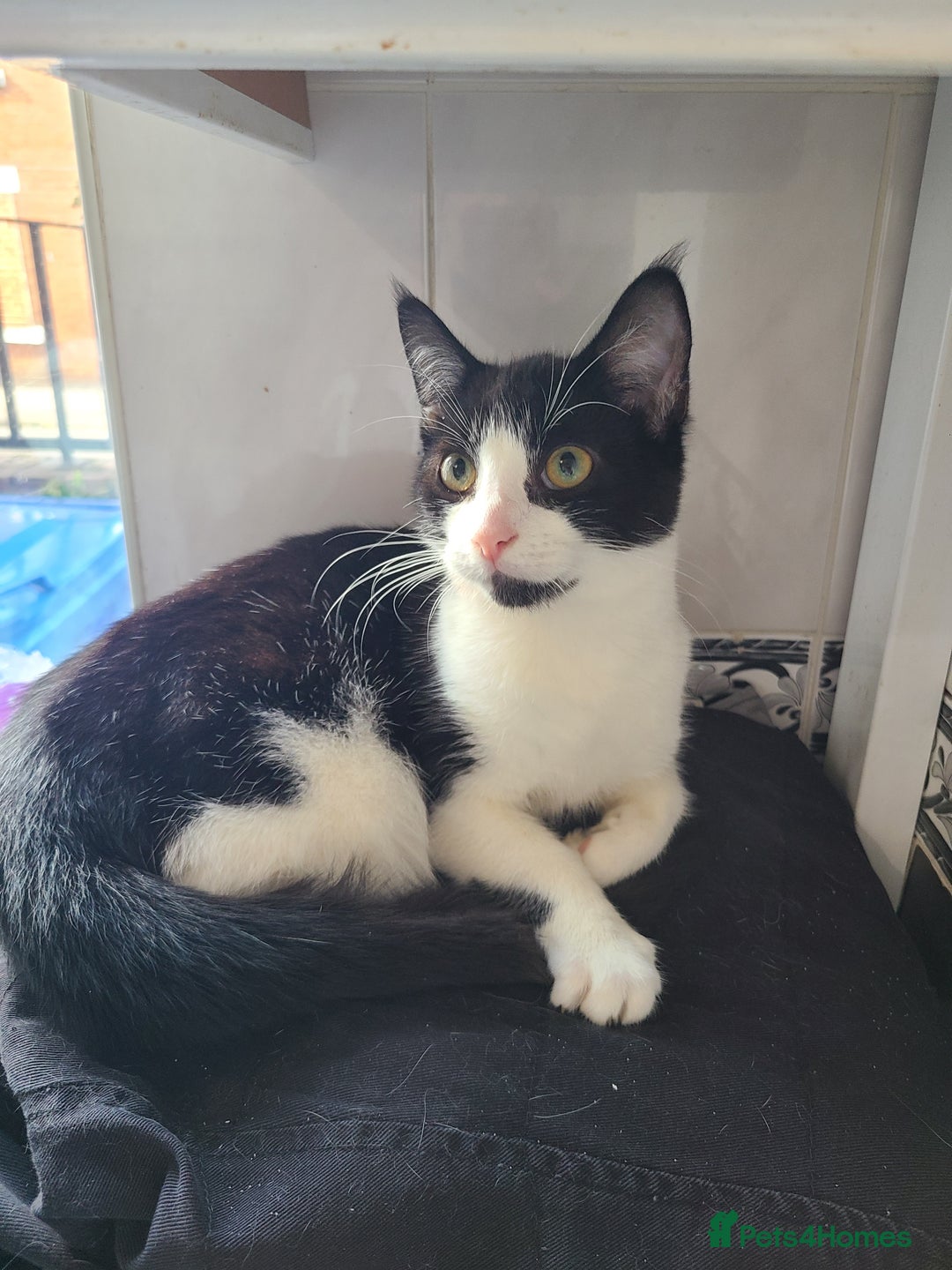 Mixed Breed cats for sale: 5 month old kittens - Image 2