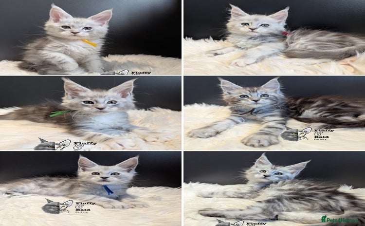 Maine Coon cats - Advert 4
