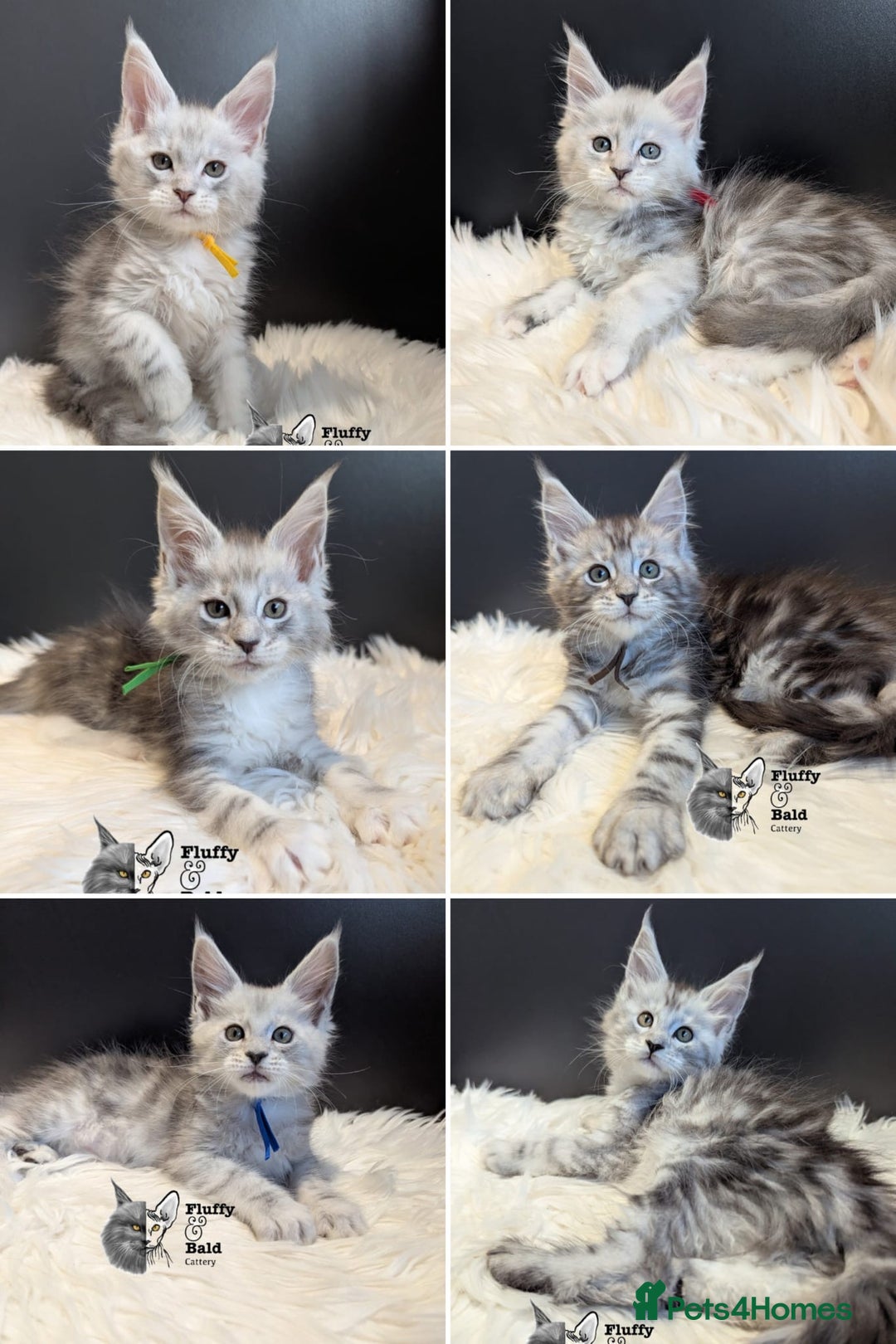 Maine Coon cats for sale: Beautiful silver tabby babies  - Image 1