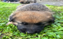German Shepherd dogs for sale: German Shepherd puppies (Alsatian) - Image 4
