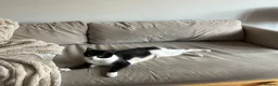 Mixed Breed cats for adoption: Teen Beauty Queen - Advert 2