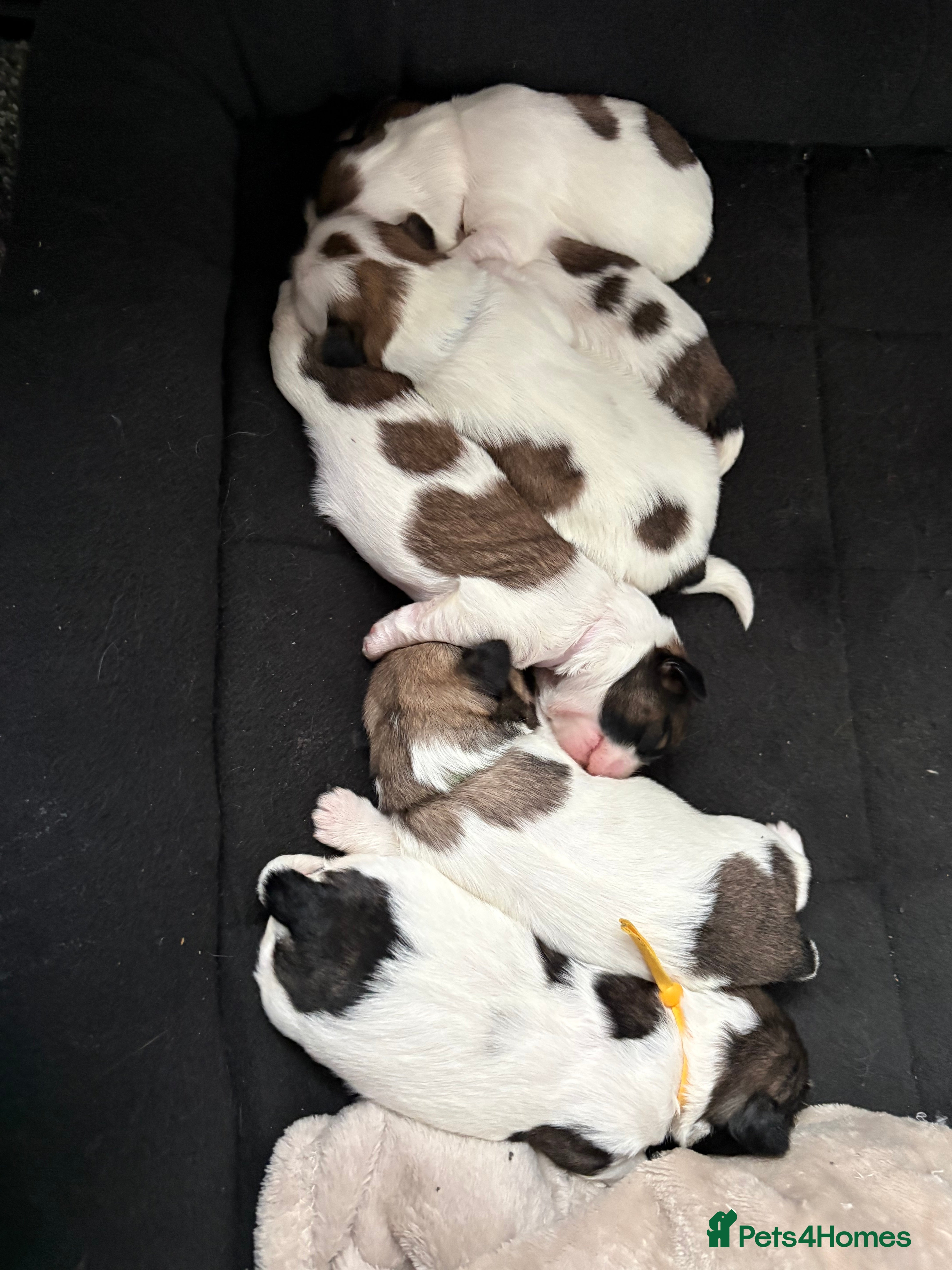 Shih Tzu dogs Shih tzu - Advert 15