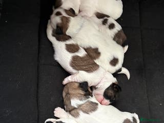 Shih Tzu dogs Shih tzu - Advert 15