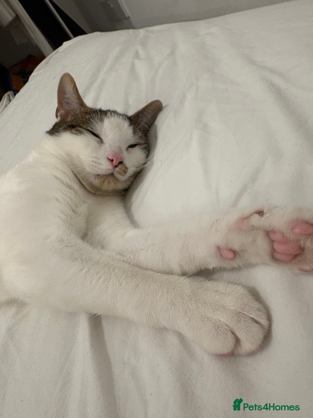 Domestic Shorthair cats for sale: Romeo domestic short hair 10 months old  - Advert 3