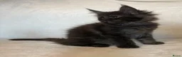 Maine Coon cats for sale: READY NOW🐾STUNNING GCCF REGISTERED MC KITTENS🐾 - Advert 8