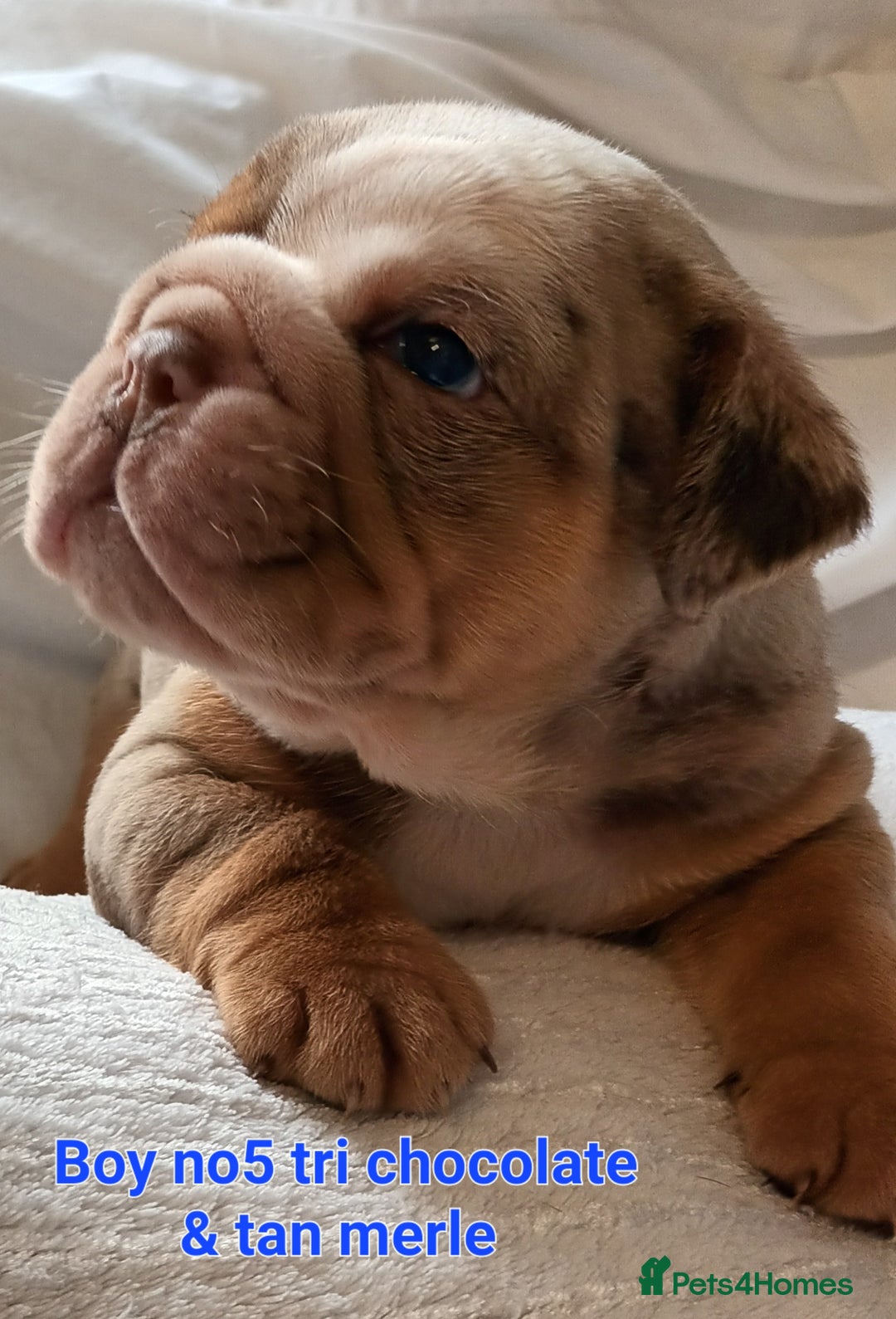 English Bulldog dogs for sale: Dwkc englìsh bulldog puppies  - Image 17
