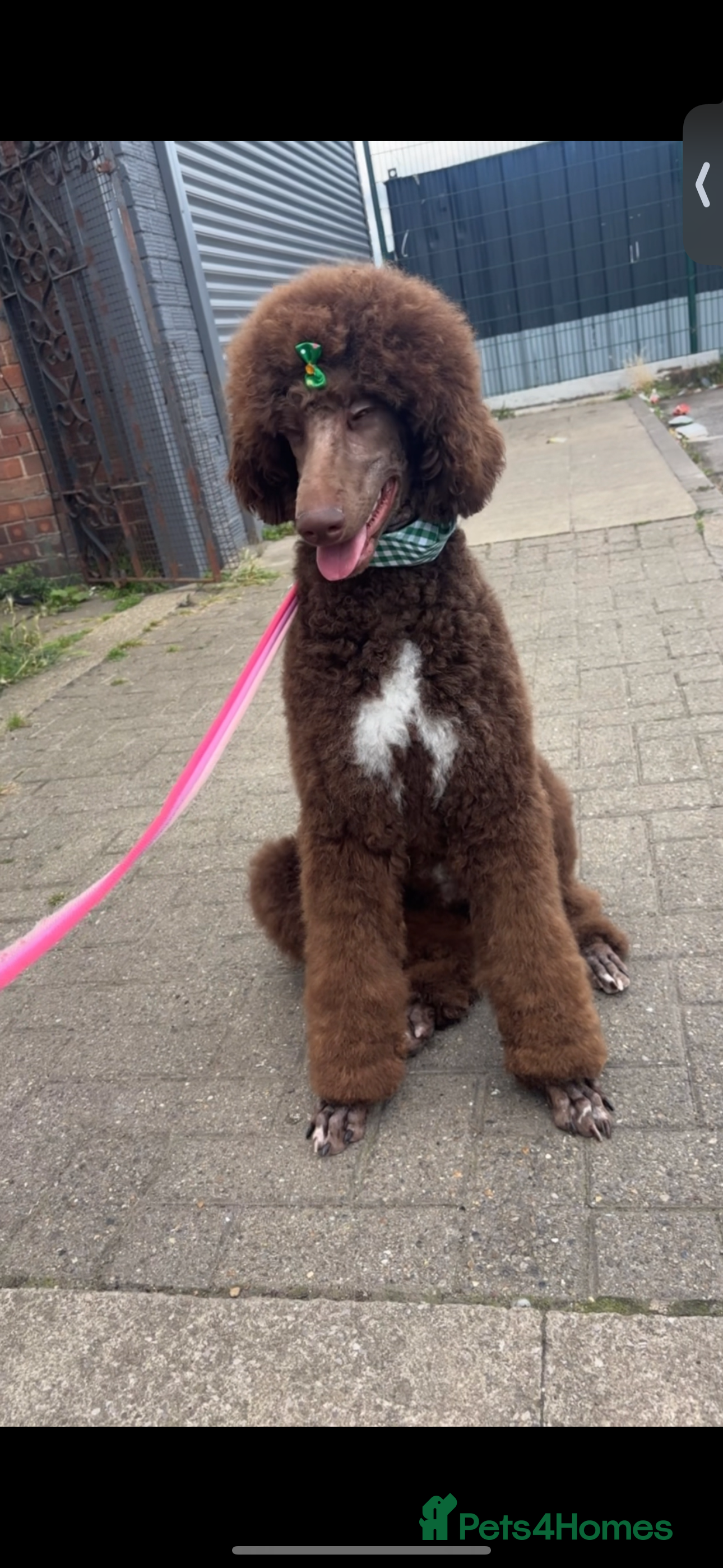 Standard Poodle dogs Standard poodle  - Advert 3