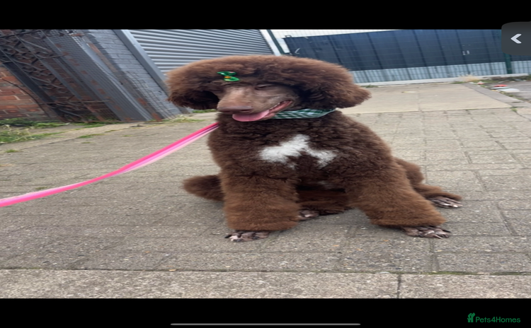 Standard Poodle dogs - Advert 1