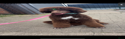 Standard Poodle dogs for sale: Standard poodle  - Advert 1