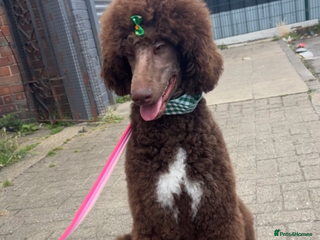 Standard Poodle dogs - Advert 1