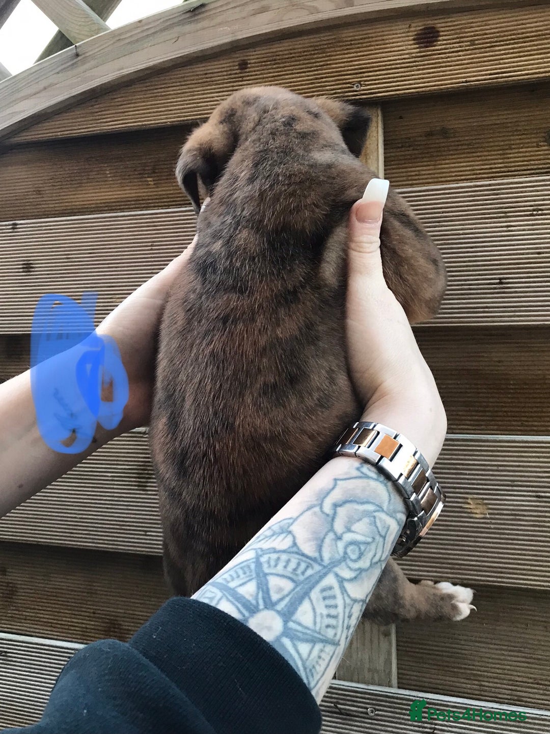 Mixed Breed dogs for sale: Bullweiller pups Merle  - Advert 20