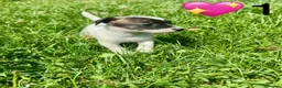 Jack Russell dogs for sale: Beautiful Jack Russell Pups Ready for Forever Home - Advert 6