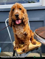 Cockapoo dogs Stunning F1 Show Toy Red Cockapoo puppies DNA ✔️ - Advert 2