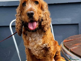 Cockapoo dogs Stunning F1 Show Toy Red Cockapoo puppies DNA ✔️ - Advert 1